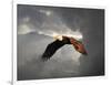 Above the Storm Bald Eagle-Jai Johnson-Framed Giclee Print