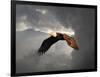 Above the Storm Bald Eagle-Jai Johnson-Framed Giclee Print