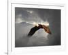 Above the Storm Bald Eagle-Jai Johnson-Framed Giclee Print