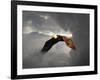 Above the Storm Bald Eagle-Jai Johnson-Framed Giclee Print