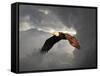 Above the Storm Bald Eagle-Jai Johnson-Framed Stretched Canvas