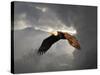 Above the Storm Bald Eagle-Jai Johnson-Stretched Canvas