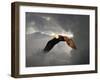 Above the Storm Bald Eagle-Jai Johnson-Framed Giclee Print