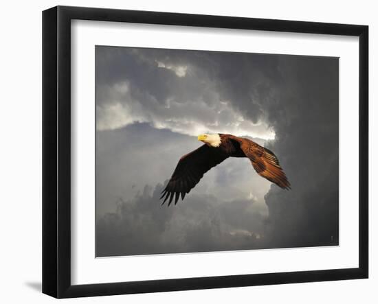 Above the Storm Bald Eagle-Jai Johnson-Framed Giclee Print