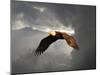 Above the Storm Bald Eagle-Jai Johnson-Mounted Giclee Print