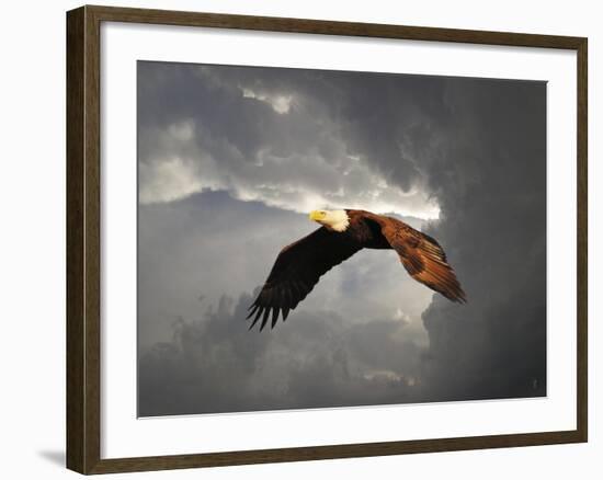 Above the Storm Bald Eagle-Jai Johnson-Framed Giclee Print