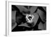 Above Tulip-Jeff Pica-Framed Photographic Print