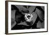 Above Tulip-Jeff Pica-Framed Photographic Print