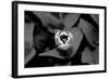 Above Tulip-Jeff Pica-Framed Photographic Print