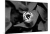 Above Tulip-Jeff Pica-Mounted Photographic Print