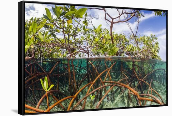 Above Water and Below Water View of Mangrove with Juvenile Snapper and Jack-James White-Framed Stretched Canvas