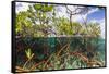 Above Water and Below Water View of Mangrove with Juvenile Snapper and Jack-James White-Framed Stretched Canvas
