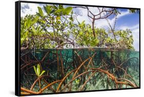 Above Water and Below Water View of Mangrove with Juvenile Snapper and Jack-James White-Framed Stretched Canvas