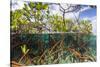 Above Water and Below Water View of Mangrove with Juvenile Snapper and Jack-James White-Stretched Canvas