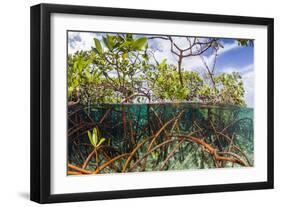 Above Water and Below Water View of Mangrove with Juvenile Snapper and Jack-James White-Framed Photographic Print