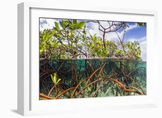 Above Water and Below Water View of Mangrove with Juvenile Snapper and Jack-James White-Framed Photographic Print