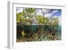 Above Water and Below Water View of Mangrove with Juvenile Snapper and Jack-James White-Framed Photographic Print