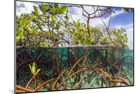 Above Water and Below Water View of Mangrove with Juvenile Snapper and Jack-James White-Mounted Photographic Print