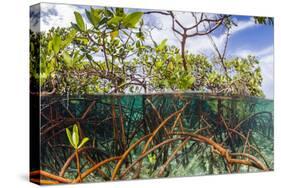 Above Water and Below Water View of Mangrove with Juvenile Snapper and Jack-James White-Stretched Canvas