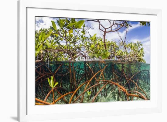 Above Water and Below Water View of Mangrove with Juvenile Snapper and Jack-James White-Framed Photographic Print