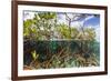 Above Water and Below Water View of Mangrove with Juvenile Snapper and Jack-James White-Framed Photographic Print