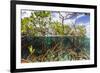 Above Water and Below Water View of Mangrove with Juvenile Snapper and Jack-James White-Framed Photographic Print