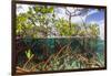 Above Water and Below Water View of Mangrove with Juvenile Snapper and Jack-James White-Framed Premium Photographic Print