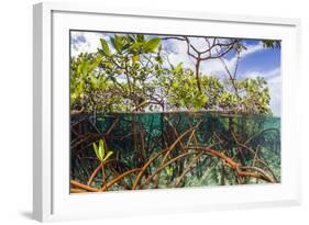 Above Water and Below Water View of Mangrove with Juvenile Snapper and Jack-James White-Framed Photographic Print