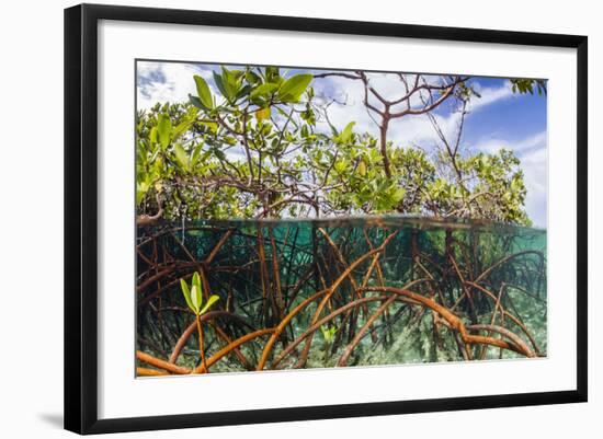 Above Water and Below Water View of Mangrove with Juvenile Snapper and Jack-James White-Framed Photographic Print