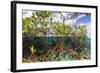 Above Water and Below Water View of Mangrove with Juvenile Snapper and Jack-James White-Framed Photographic Print