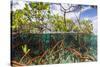 Above Water and Below Water View of Mangrove with Juvenile Snapper and Jack-James White-Stretched Canvas