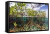 Above Water and Below Water View of Mangrove with Juvenile Snapper and Jack-James White-Framed Stretched Canvas