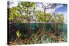 Above Water and Below Water View of Mangrove with Juvenile Snapper and Jack-James White-Stretched Canvas