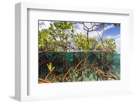 Above Water and Below Water View of Mangrove with Juvenile Snapper and Jack-James White-Framed Photographic Print