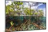 Above Water and Below Water View of Mangrove with Juvenile Snapper and Jack-James White-Mounted Photographic Print