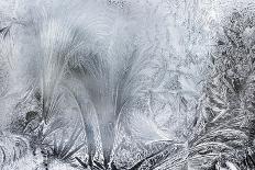 White Tiger near A Pond-abracadabra99-Framed Photographic Print