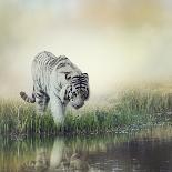 White Tiger near A Pond-abracadabra99-Stretched Canvas