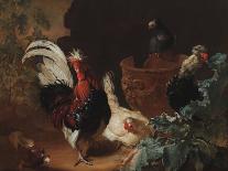 A Rooster, Two Chickens and Two Pigeons by an Antique Chipped Terra Cotta Vase in a Landscape, 1695-Abraham Bisschop-Stretched Canvas