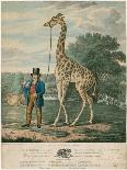 Portrait of the Giraffe, 1827-Abraham Bruiningh van Worrell-Laminated Giclee Print