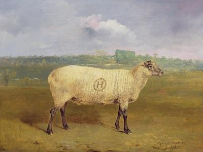 A Prize Ewe with Monogram 'H', Belonging to Mr J.A. Houblon, Hallingbury Place, Essex, 1812