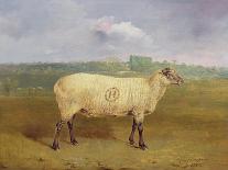 A Prize Ewe with Monogram 'H', Belonging to Mr J.A. Houblon, Hallingbury Place, Essex, 1812-Abraham Cooper-Framed Giclee Print