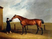 Colonel Udny's Bay Colt Truffle by Sorcerer Held by a Groom, 1815-Abraham Cooper-Framed Giclee Print