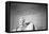 Abraham Lincoln Memorial b/w-null-Framed Stretched Canvas