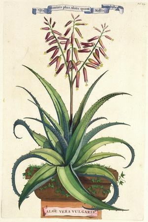 Aloe Vera Vulgaris, from Phytographia Curiosa, Published 1702