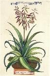 Vintage Aloe II-Abraham Munting-Art Print