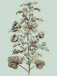 Sepia Munting Foliage V-Abraham Munting-Art Print