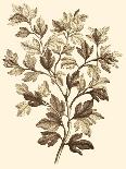 Sepia Munting Foliage IV-Abraham Munting-Art Print