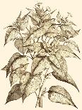 Sepia Munting Foliage V-Abraham Munting-Art Print