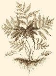 Sepia Munting Foliage V-Abraham Munting-Laminated Art Print