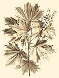 Sepia Munting Foliage V-Abraham Munting-Art Print